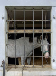 Juli 2011: Ein verrücktes Pferd